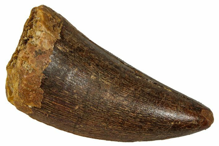 Carcharodontosaurus Tooth - Real Dinosaur Tooth #341267
